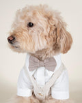 Formal blue button up dog outfit designed for weddings and parties, perfect for Pugs, Shih Tzus, Yorkies, and small companion breeds