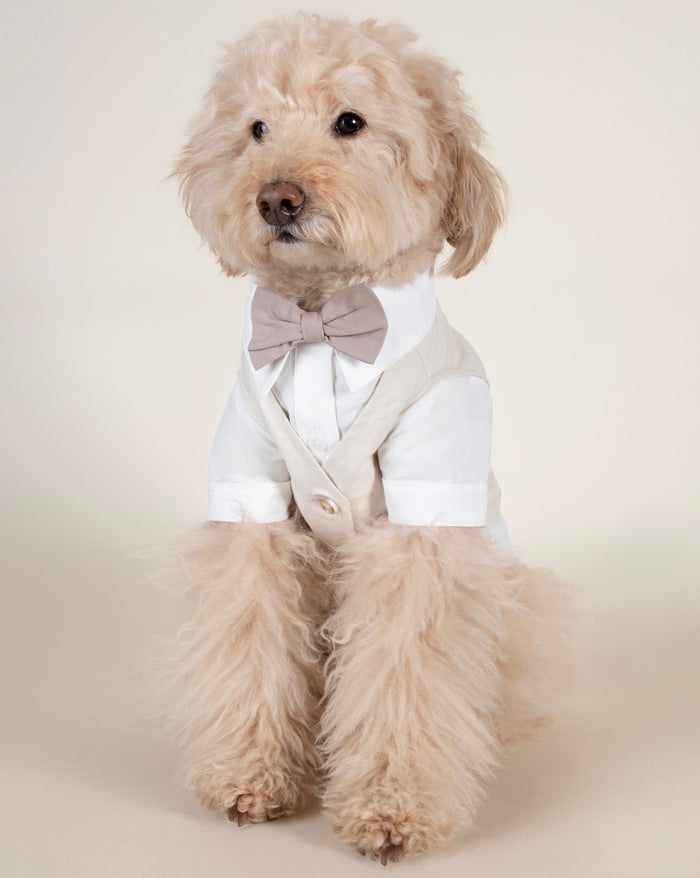 Blue three-fer dog wedding shirt with polished layered style, ideal for ring bearer pups like Frenchies, Corgis, Cavaliers, and Mini Aussies