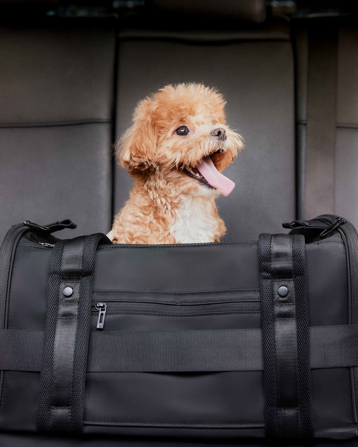 Modern black dog travel bag built for convenience and style, perfect for on-the-go pups like French bulldogs and cavalier spaniels