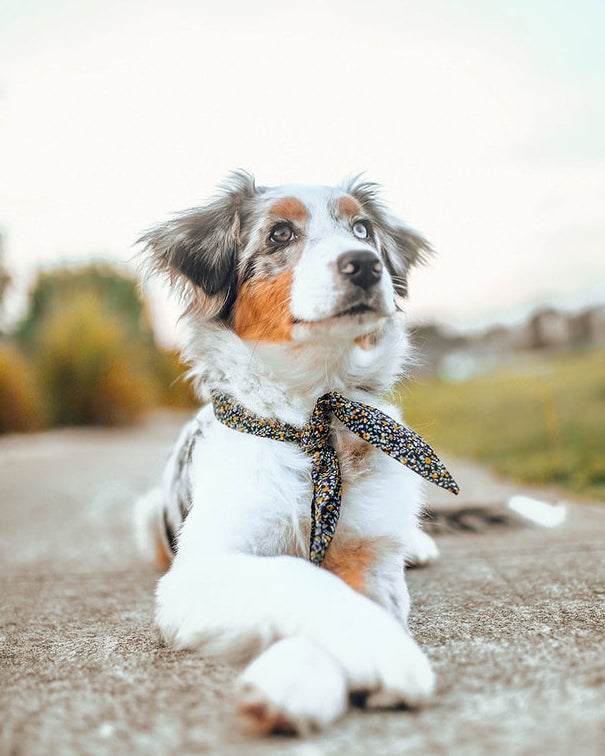 fashionable dog necktie accessory with floral print, modern pet apparel piece for elevated everyday dog style